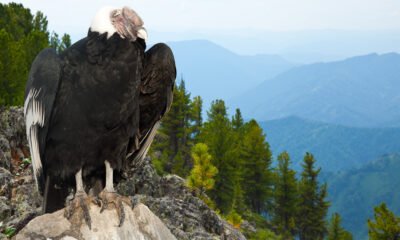 mountain eagle jasper alabama