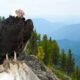 mountain eagle jasper alabama
