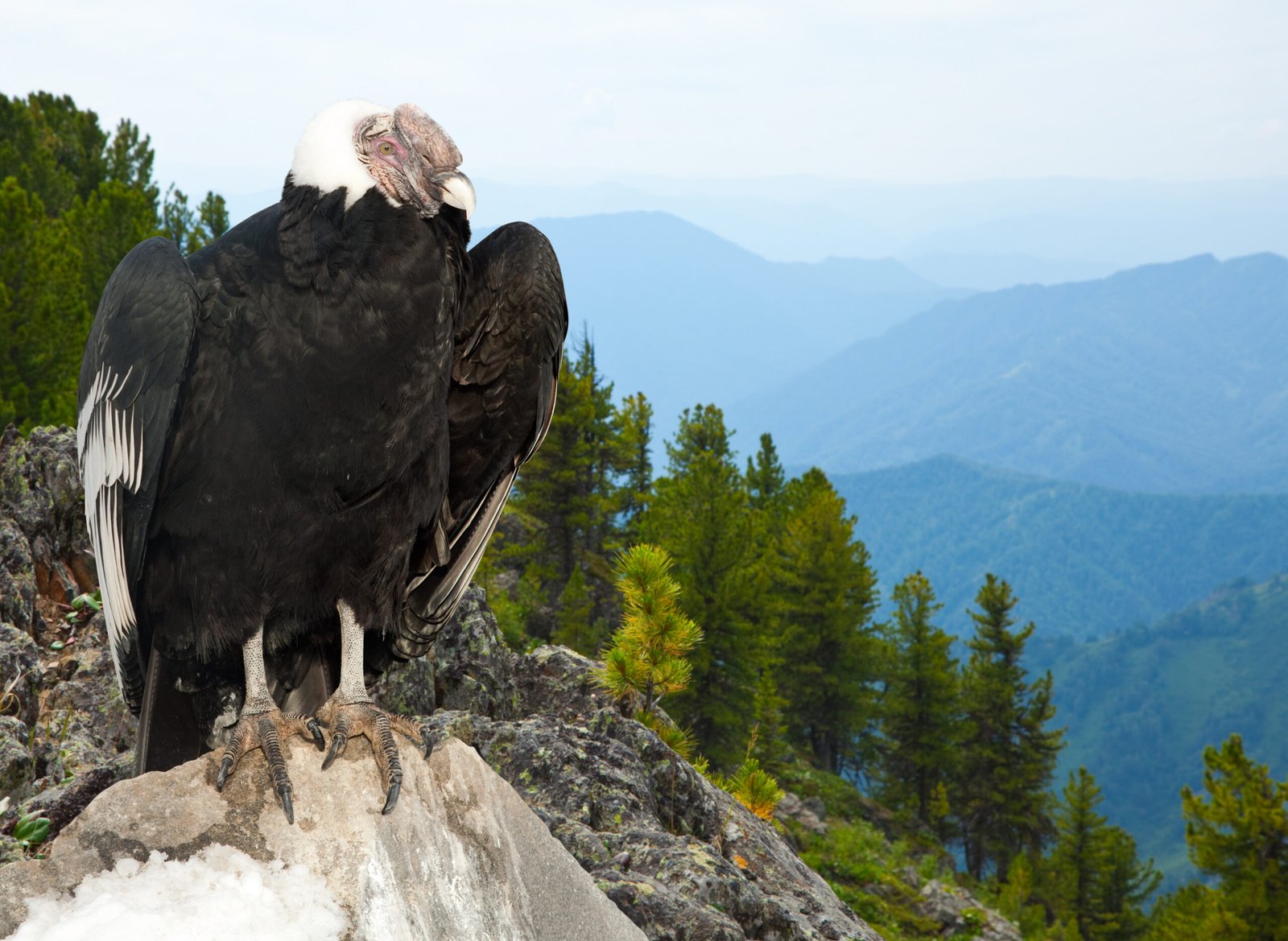 mountain eagle jasper alabama