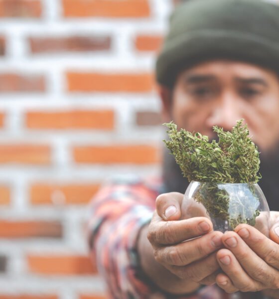 sativa pen