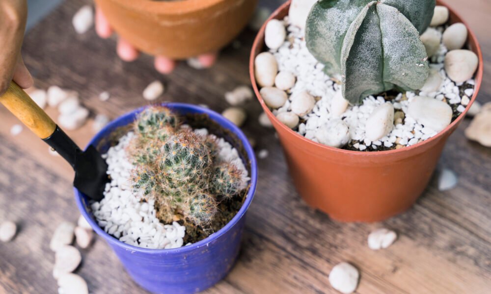 The Ultimate Guide to Growing Ice Plant: A Drought-Tolerant Succulent for Vibrant Gardens