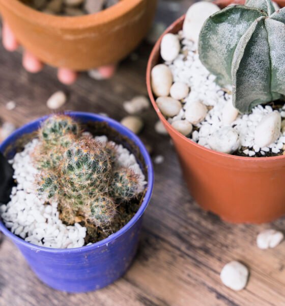 The Ultimate Guide to Growing Ice Plant: A Drought-Tolerant Succulent for Vibrant Gardens