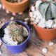 The Ultimate Guide to Growing Ice Plant: A Drought-Tolerant Succulent for Vibrant Gardens