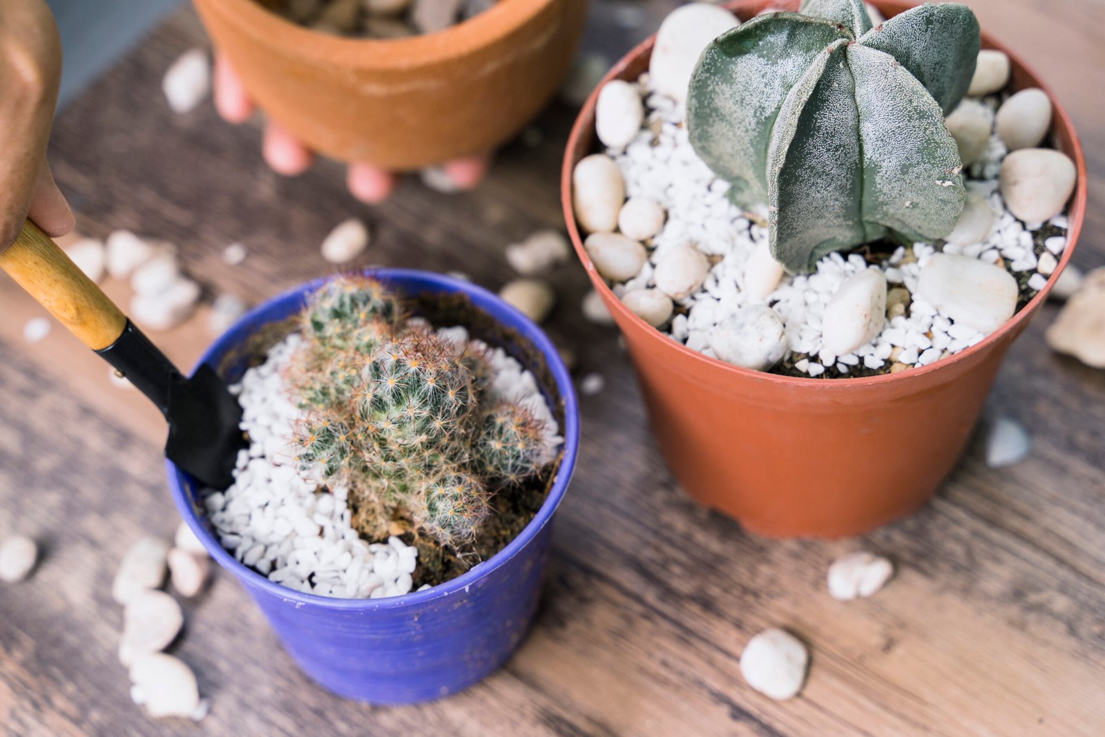 teňňe The Ultimate Guide to Growing Ice Plant: A Drought-Tolerant Succulent for Vibrant Gardens