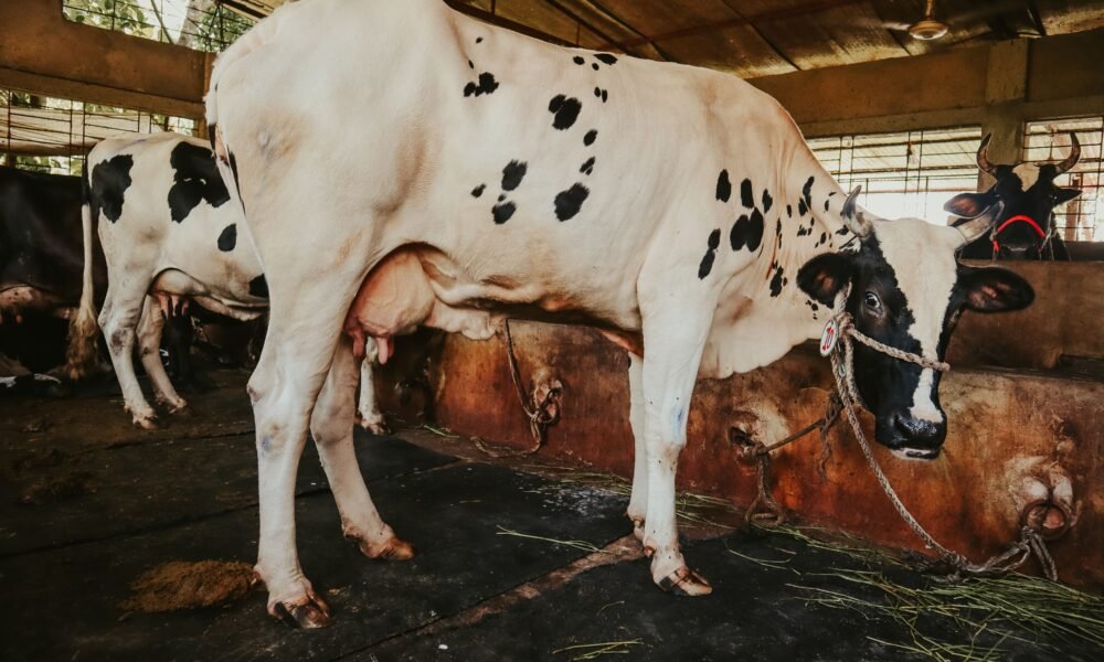 Milking Shorthorn Cattle
