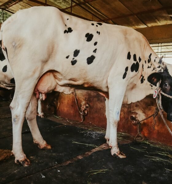 Milking Shorthorn Cattle
