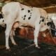 Milking Shorthorn Cattle