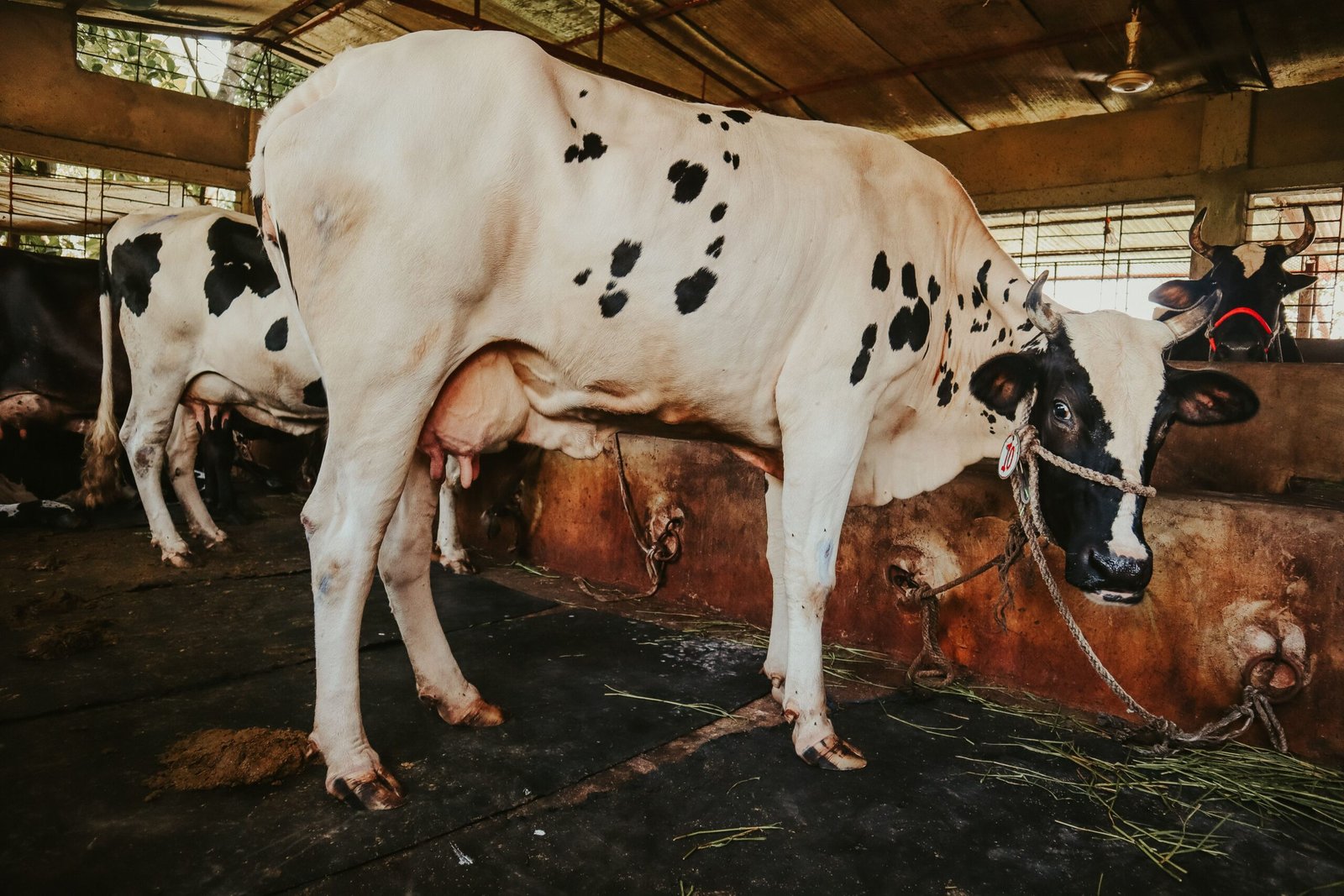 Milking Shorthorn Cattle